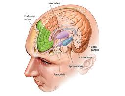 Image result for brain