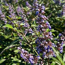 Image result for Vitex fischeri