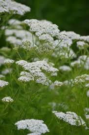 Image result for Tapinanthus erianthus