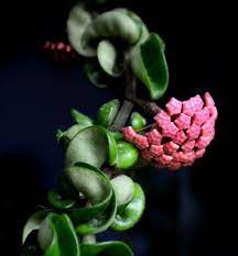 Budding Hindu Rope Plant Plants Hindu Rope Plant Cacti And Succulents