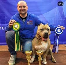 The american bully is a small to large breed, which has. American Bully Puppies And Dogs For Sale Jelena Dogshows