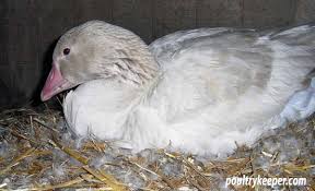 Breeding Season For My Geese - The Martha Stewart Blog