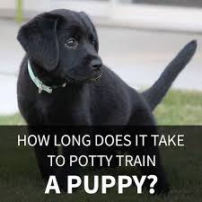 This means using positive remarks and praises each time your dog does what you want him to do rather than resorting to yelling or harsh discipline. How Long Does It Take To Potty Train A Puppy Puppy In Training