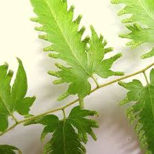 Image result for Lygodiaceae