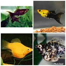 Ikan ini masuk ke dalam ikan hias air tawar yang unik karena corak warnanya, selain itu karakteristik ikan juga ternyata berbanding berbalik dengan namanya. Ikan Hias Air Tawar Paket Molly Aquarium Aquascape Shopee Indonesia