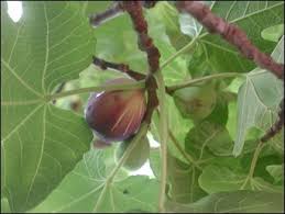 Valencia, navels and arizona sweets. Kino Heritage Fruit Trees Project La Cosecha Project Results