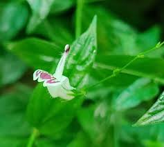 Image result for Alloteropsis paniculata