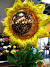 Sunflower Party