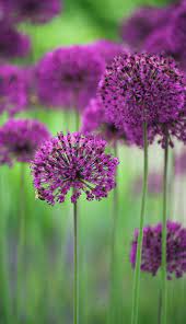 Allium Hollandicum Purple Sensation Dutch Garlic Allium Flowers Beautiful Flowers Flowers