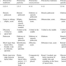 Image result for Polystachya greatrexii