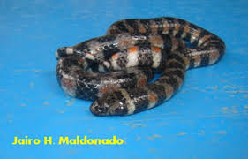 Image result for Hydrops triangularis