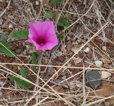 Image result for Turbina oblongata