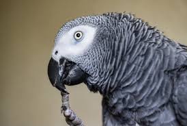 African grey is a popular image resource on the internet handpicked by pngkit. African Grey Parrot S Nail Biting Tiktok Parrot