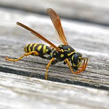 What does a wasp sting look like. What To Do When A Wasp Stings You Family Handyman