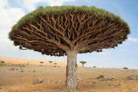 Image result for Sansevieria dooneri