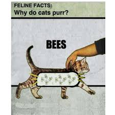 Even if your cat stays indoors in the comfort of your home's central heating, winter mornings can still be quite brisk. 100 Funniest Cat Memes Ever