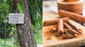 Pancaran sinar matahari, debu dan pelbagai lagi faktor lain boleh menyebabkan kulit wajah menjadi gelap. Klasifikasi Dan Morfologi Tanaman Kayu Manis Ilmu Pertanian