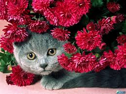 Download and use 10,000+ cat flower stock photos for free. Cats Flowers Pink Background Best Free Download Photos