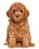 Miniature Poodles for Sale | Dogs on Oodle Classifieds
