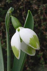 Galanthus Green Brush Botanical Flowers Types Of White Flowers White Flowers