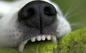 Explore other popular pets near you from over 7 million businesses with over 142 million reviews and opinions from yelpers. How Much Does It Cost To Get A Dog S Teeth Cleaned 2021