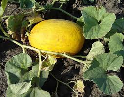 Image result for Cucumis