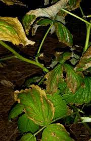 Raspberry mosaic disease is a viral disease that causes a variety of problems for raspberry plants, including the mottled yellowing of leaves from which it draws its name. Raspberry Leaves Browning Drying From Outside In Helpfulgardener Com