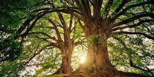 Benefits Of Trees In The Morristown Nj Area Alpine Tree Service
