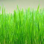 How many winter wheat seeds should be planted per acre? Hard Red Winter Wheat Seeds 50 Lb Bulk Non Gmo Organic Wheatgrass Non Gmo Seed Source Heirloom Non Gmo And Organic Seeds