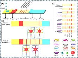 The lateral flow test has a lower sensitivity compared to pcr and means some positive cases will be missed with this test. Lateral Flow Test For Visual Detection Of Multiple Micrornas Sciencedirect