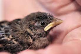 Baby Sparrow Baby Sparrow Sparrow Food Baby Food Recipes