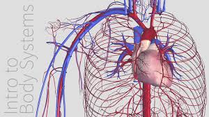 4 years ago 4 years ago. Introduction To The Cardiovascular System Animated Tutorial Complete Anatomy Youtube