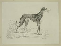 Queen Alexandrina Victoria Eos A Greyhound Belonging To Her Majesty Queen Victoria 1840 Etching Printed Detroit Institute Of Arts Greyhound Queen Victoria