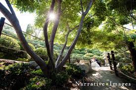 Japanese Friendship Gardens Weddings Narrative Images