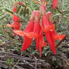 Image result for Senecio polyanthemoides