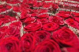 Treat your southern bell to a beautiful bouquet of freshly cut flowers and let her know how you feel the old fashioned way! Fresh Cut Flowers For Mom Shipped By Sea Wsj