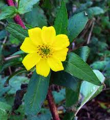 Image result for Guizotia