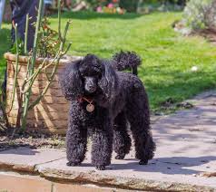 Cesar dog food is ideal for toy poodles because it comes in small sizes. Toy Pudel Hunde Informationen Zu Den Rassen Omlet