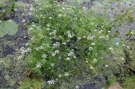 Image result for Oenanthe