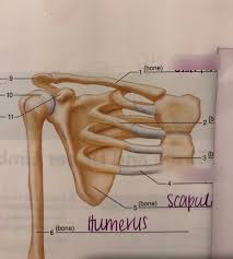 Normal anatomy, variants and checklist. Right Shoulder And Upper Limb Pt 2 Diagram Quizlet