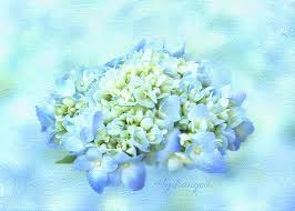We did not find results for: Hydrangea Macrophylla Wall Art Page 4 Of 7 Fine Art America