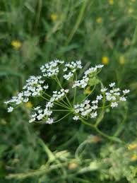 Image result for Pimpinella ledermannii