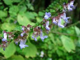 Image result for Isodon ramosissimus