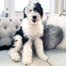 Boxer vs mini goldendoodle page 1 line 17qq com : Sheepdog Standard Poodle Mix Online Shopping