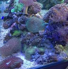 Akuarium laut akuariumlaut, aquarium laut, fish only, fowlr, lps, mix reef, nemo, softies, sps. Aquarium Air Laut Alat2 Sederhana Home Facebook