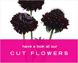 Not all cut flowers benefit from adding sugar to the water. Flower Trends Explore The Hottest Floral Trends Danziger