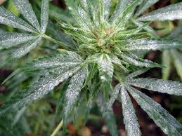 Most people will focus on pseudomonas cichorii the spots on the leaves then progress to cover a larger surface area. What Does Weed Mold Look Like Herb