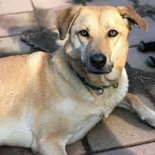Advertise, sell, buy and rehome german shepherd dogs and puppies with pets4homes. Dog For Adoption Darla A German Shepherd Dog Labrador Retriever Mix In New Fairfield Ct Petfinder