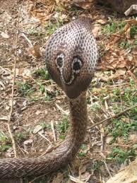Cobra snake hd wallpapers, high definition quality wallpapers of cobra snake. Cobra Envenomation Background Pathophysiology Epidemiology