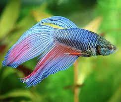 best types of pet fish siamese fighting fish pet fish types of pet fish pet